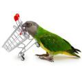 Senegal Parrot Toys