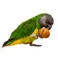 Senegal Parrot Treats