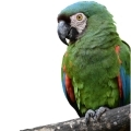 Severe Macaw Accessories