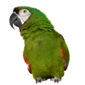 Severe Macaw Cages
