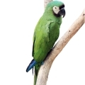 Severe Macaw Stands