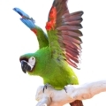 Severe Macaw Supplements