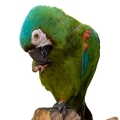 Severe Macaw Treats from Parrot Essentials