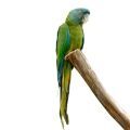 Small Macaw Accessories