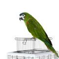 Cages for Small Macaws