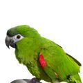 Food for Mini Macaws