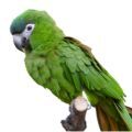 Mini Macaw Stands