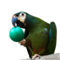 Mini Macaw Toys