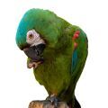 Treats for Smaller Macaws