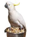 Sulphur Crested Cockatoo Food