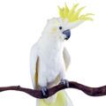 Sulphur Crested Cockatoo Stands