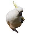 Sulphur Crested Cockatoo Treats