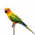 Sun Conure Parrot Accessories