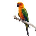 Sun Conure Parrot Stands