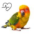 Sun Conure Parrot Supplements