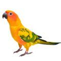 Sun Conure Parrot Supplies