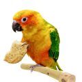 Sun Conure Parrot Treats