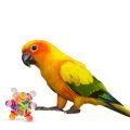 Sun Conure Toys