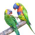 Swainson's Lorikeet Accessories