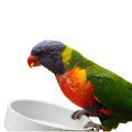 Swainson's Lorikeet Food