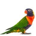 Swainson's Lorikeet Supplies