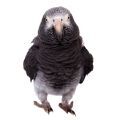 Timneh African Grey Parrot Cages