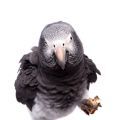 Timneh African Grey Parrot Food