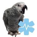 Treatments For Parrots & Birds