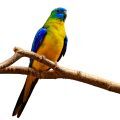 Turquoise Parakeet Parrot Accessories