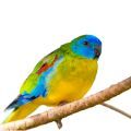 Turquoise Parakeet Parrot Supplements