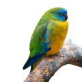 Turquoise Parakeet Parrot Supplies