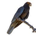 Vasa Parrot Accessories