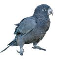 Vasa Parrot Cages