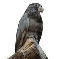 Vasa Parrot Stands