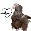 Vasa Parrot Supplements