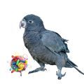 Vasa Parrot Toys