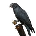 Vasa Parrot Treats