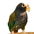White Capped Pionus Accessories