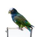 White Capped Pionus Cages