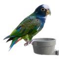White Capped Pionus Food