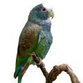 White Capped Pionus Stands