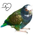 White Capped Pionus Supplements