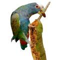 White Capped Pionus Treats