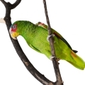 White Fronted Amazon Accessories