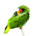 White Fronted Amazon Cages