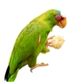 White Fronted Amazon Food