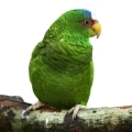 White Fronted Amazon Stands