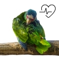 White Fronted Amazon Supplements
