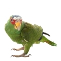 White Fronted Amazon Supplies