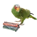 White Fronted Amazon Toys